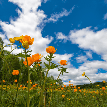Oranje bloemen in gras